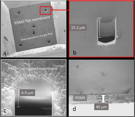 measuring thickness using sem|how to measure thickness.